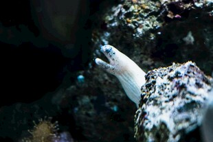 海底生物景象