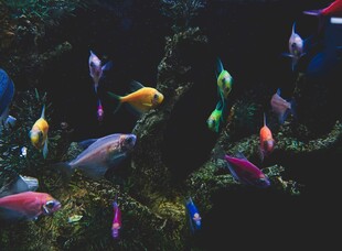 多彩热带鱼畅游海底世界