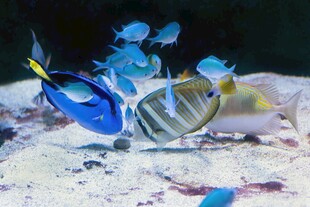 海底多彩热带鱼群景象