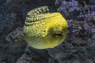 黄色海鳗在水中游动