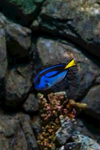 蓝色海鱼栖息礁石间