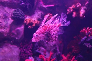 梦幻海底的多彩狮子鱼