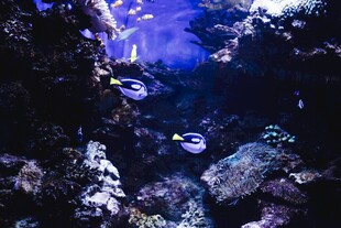 深海神秘景象中的灵动鱼类