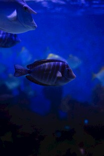 水族馆中游动的条纹鱼