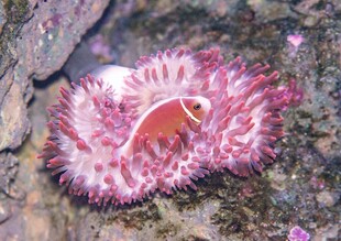 粉色海蛞蝓特写