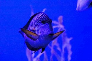 深海蓝鱼优雅游弋