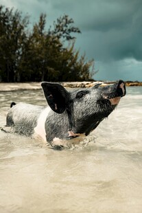 海滩上惬意游泳的小猪