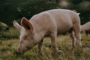 田野中觅食的粉色小猪
