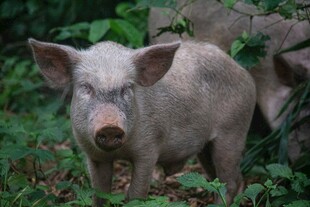 野外小猪站在绿植间