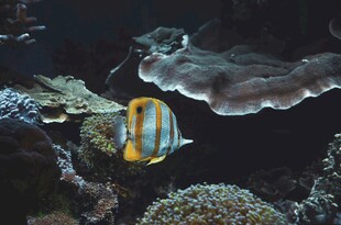 海底游动的美丽条纹海鱼