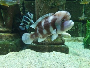 条纹观赏鱼于水族箱中