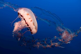 深海中游动的梦幻水母
