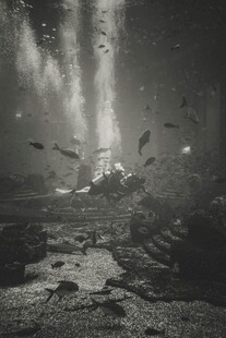 深海神秘景象与游动鱼类