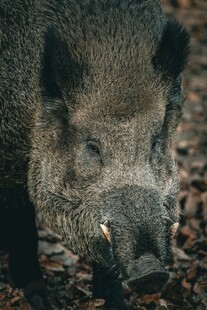 野猪特写