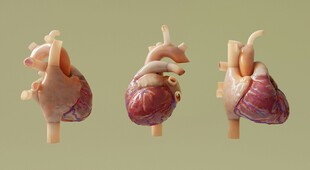 三个人类心脏模型展示