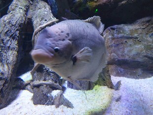 水族馆中的大鱼特写