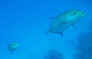 深海中的游鱼