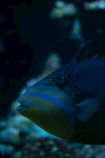 水族馆中的蓝色鱼类特写