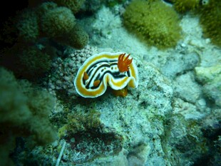 海底多彩海蛞蝓