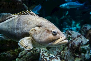 水族馆中的大石斑鱼