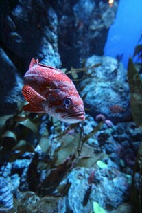 水族馆中的艳丽红鱼