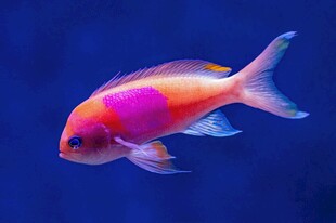 色彩斑斓的观赏金鱼