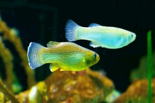 灵动双彩鱼畅游水族世界