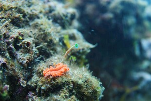 海底礁石上的橙色小生物