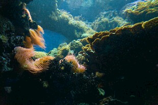 海底潜水景象