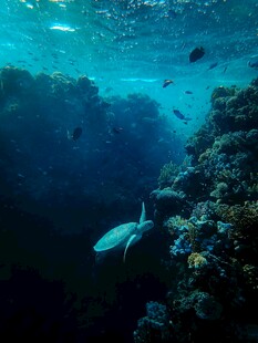 海底珊瑚与游动的鱼类