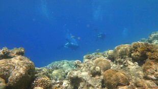 海底斑斓珊瑚景观
