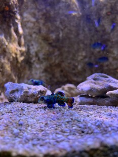 水族箱中的多彩石头与小鱼