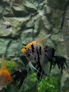 水族箱中的多彩观赏鱼