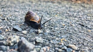 路面上爬行的小蜗牛