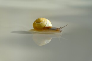 金色蜗牛的静谧瞬间