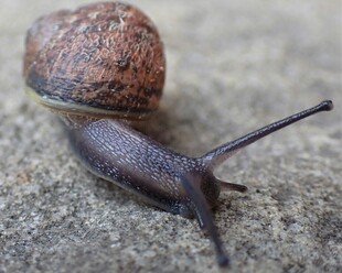 爬行的蜗牛