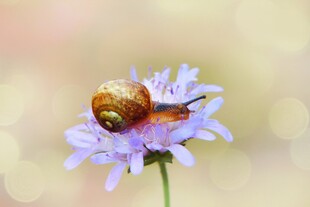 蜗牛栖于紫色小花之上