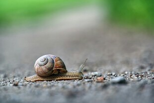 路面上的小蜗牛