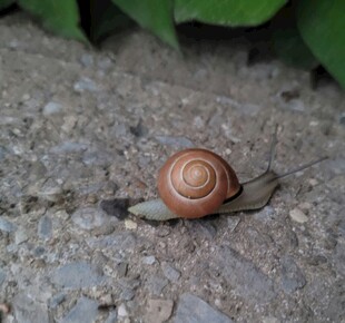 爬行的棕色蜗牛