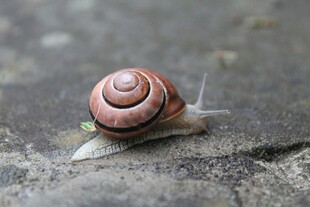 爬行的彩色蜗牛
