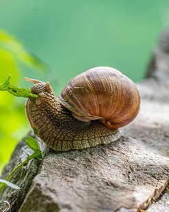 蜗牛栖息于粗糙木头上