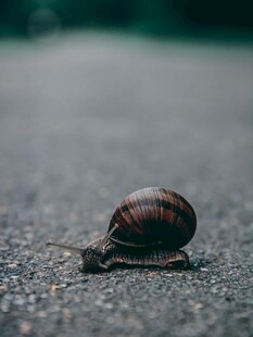 路上的蜗牛