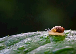 叶上小蜗牛