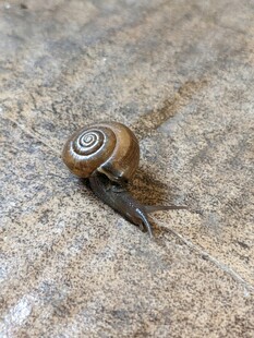 爬行的蜗牛