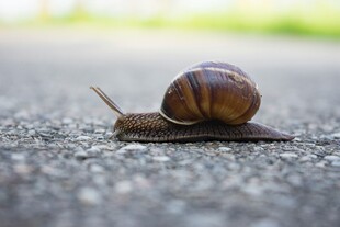 路面上爬行的棕色蜗牛