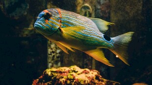 多彩海鱼于礁石间悠游