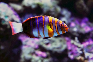 多彩条纹海鱼