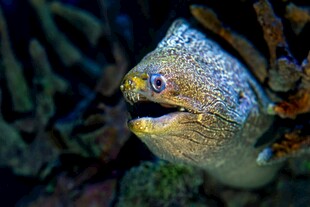 张嘴的海鳗