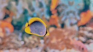 黄色小鱼在海底游动