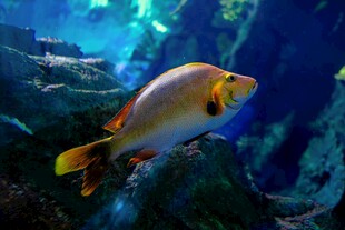 水族馆中色彩艳丽的鱼